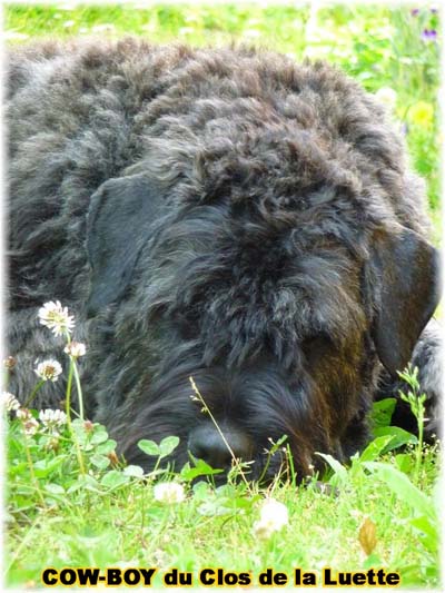 le bouvier des flandres et le cheval - Elevage du CLOS DE LA LUETTE - COPYRIGHT DEPOSE